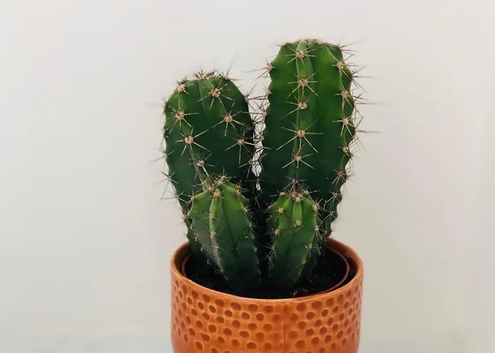 Coeur De Cathedrale - Ascenseur -